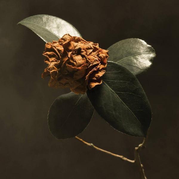 St. Paul & The Broken Bones - Young Sick Camellia